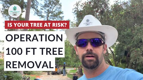 Operation BIG TREE Removal | How to Cut Down Large Pine Trees SAFELY?