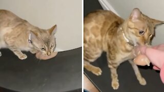 Mischievous cats steal chicken breast from their owner
