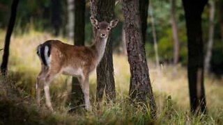 Deer attacks youngsters in Ohio woods