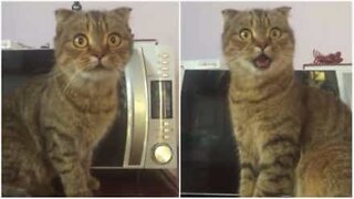 Scaredy-cat has the funniest expression