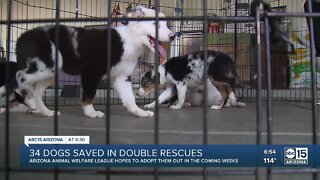 34 dogs saved in several rescues
