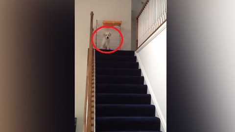 Puppy Hears Kids Screaming Downstairs, Conquers Fear Of Stairs To Help Them