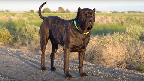Bane - The 165lbs Family Guard Dog | BIG DOGZ