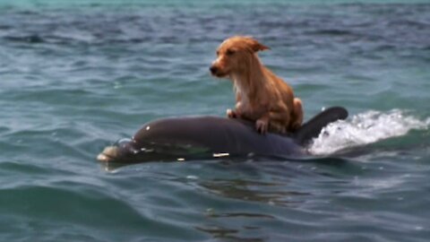 A TRUE FRIENDSHIP between a DOG and a DOLPHIN in the ocean.