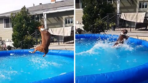 Doggo makes amazing catch while jumping in the pool