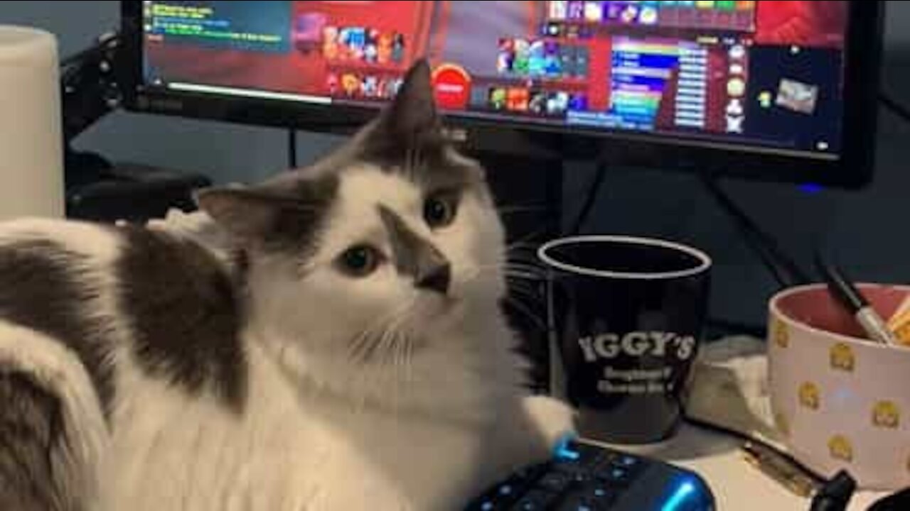 Gato Gamer