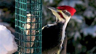 Gigantic woodpecker gets his share at backyard bird feeder