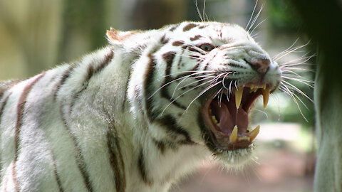 White Tiger Resting in the Forest | Tiger Roar Heavy Funny