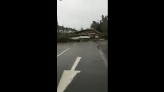 Strong winds cause a massive tree to fall and block road