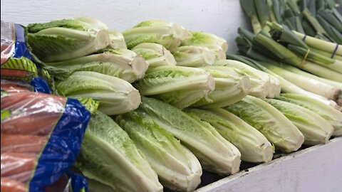 Regrow Romaine Lettuce from Food Scraps