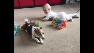 Suloinen koira opettaa vauvaa ryömimään