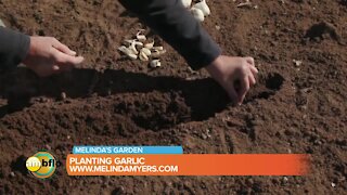 Melinda’s Garden Moment – planting garlic