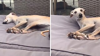 Sleepy greyhound couldn't care less when owner calls his name