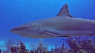 Divers in Belize find themselves surrounded by big sharks