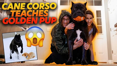 Cane Corso Teaches Golden Retriever Puppy! Dog Behaviorism Gold!