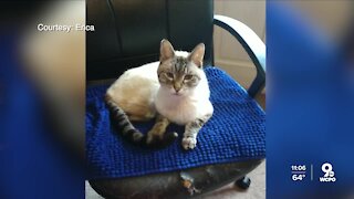 Neighbors want changes after several pets killed by dangerous dogs in Lindenwald
