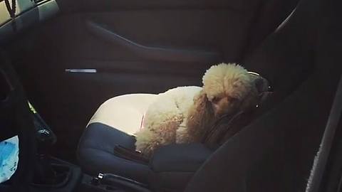 Poodle Refuses To Budge From The Car