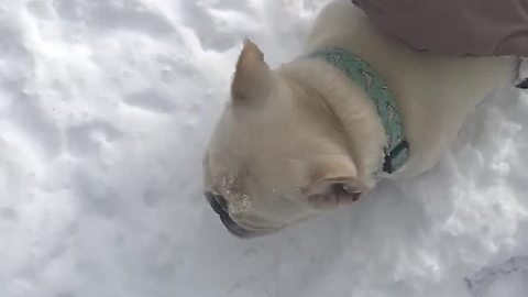 French Bulldog absolutely loves heavy snowfall
