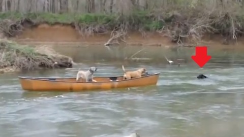 Heroic Dog Rescues Two Dogs Trapped In A Moving Kayak