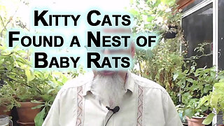 Kitty Cats Found a Nest of Baby Rats, Nature Is Brutal [See Link for Pictures]