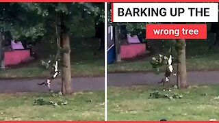 Hilarious moment playful dog swings from tree