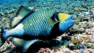 Titan triggerfish avoided by scuba divers for very good reason