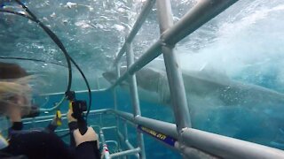 Great White Shark rams into diver cage in South Australia