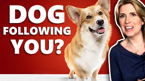 Why Does My Dog Follow Me? *Updated 2022* Surprising Reasons