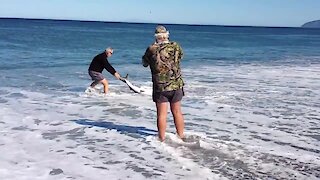 Guy Rescues Blue Shark Stranded On The Beach