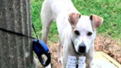Good Samaritan Walks Three Miles To Save Dog Tied To A Pole