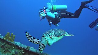 Friendly sea turtle swims straight to scuba divers for a face to face look