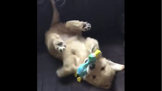 Golden Retriever puppy preciously plays with toy goose