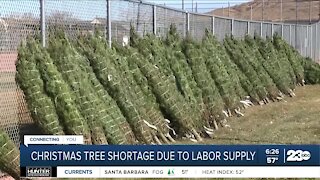 Christmas tree growers warn about looming shortage