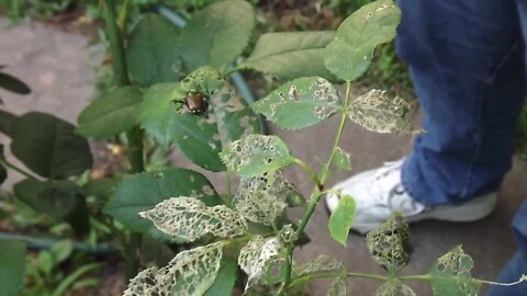 Japanese Beetle treatments to begin this week in select areas of Caldwell