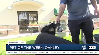 Pet of the week: Oakley