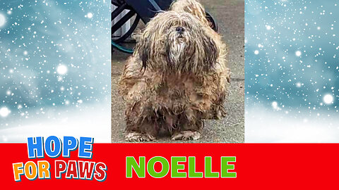Christmas Rescue: a dog was neglected for TWO YEARS and finally someone called Hope For Paws 💪🎅❤️🎄