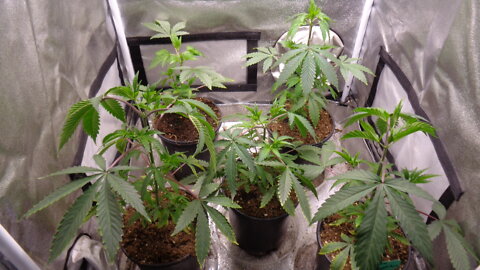 AardVarks Marijuana Grow Show - Cannabis Clones Veg and Flower Updates 2022