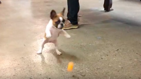 French Bulldog Puppy Can't Get Enough Of Ping Pong Ball