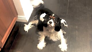 Cavalier Helps Newfie Brother Ditch His Costume Ears