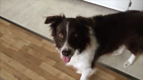 Excited Border Collie Can't Control His Tongue