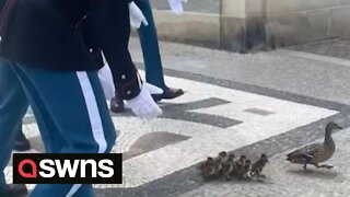 Danish Royal Life Guards escort out duck family from Queen's residence