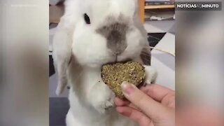 Coelhinho fofo adora seu snack em formato de coração
