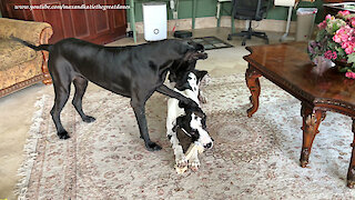 Funny Great Dane has very persuasive paws
