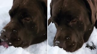 Crazy dog obsessed with eating as much snow as possible