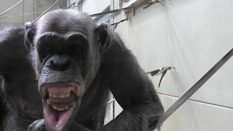 Chimpanzee sees his reflection, makes hilarious faces for the camera