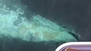 Close encounter with a huge gray whale!