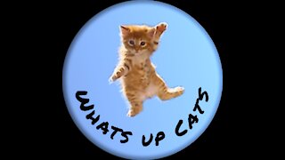 Whats Up Cats Volume I