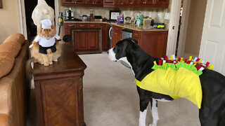 Great Dane & Cat Model Their Foodie Chef & Taco Costumes