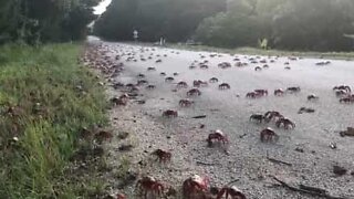 Millions of crabs invade Christmas Island