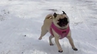 Pug Plays In The Snow With His Best Friend